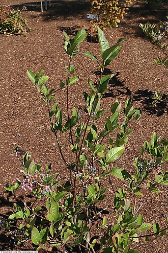 Possumhaw: Location taken: United States Botanic Garden, Washington D.C.. Names: Viburnum nudum L., naked viburnum, Narrowleaf Witherod Viburnum, Possum Haw, Possumhaw, Po