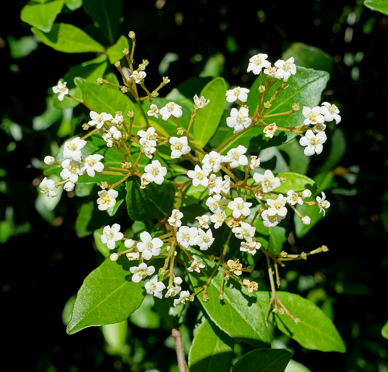 Small-leaf arrowwood: Botanical specimen in the Marie Selby Botanical Gardens - Sarasota, Florida, USA.