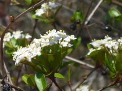 Small-leaf arrowwood (Viburnum obovatum)