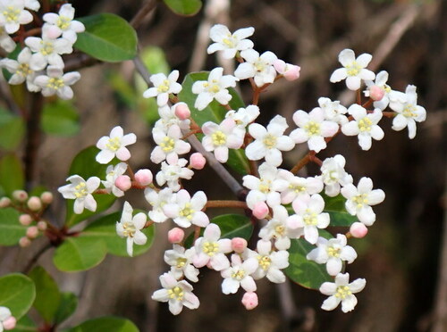 Small-leaf arrowwood (Viburnum obovatum)