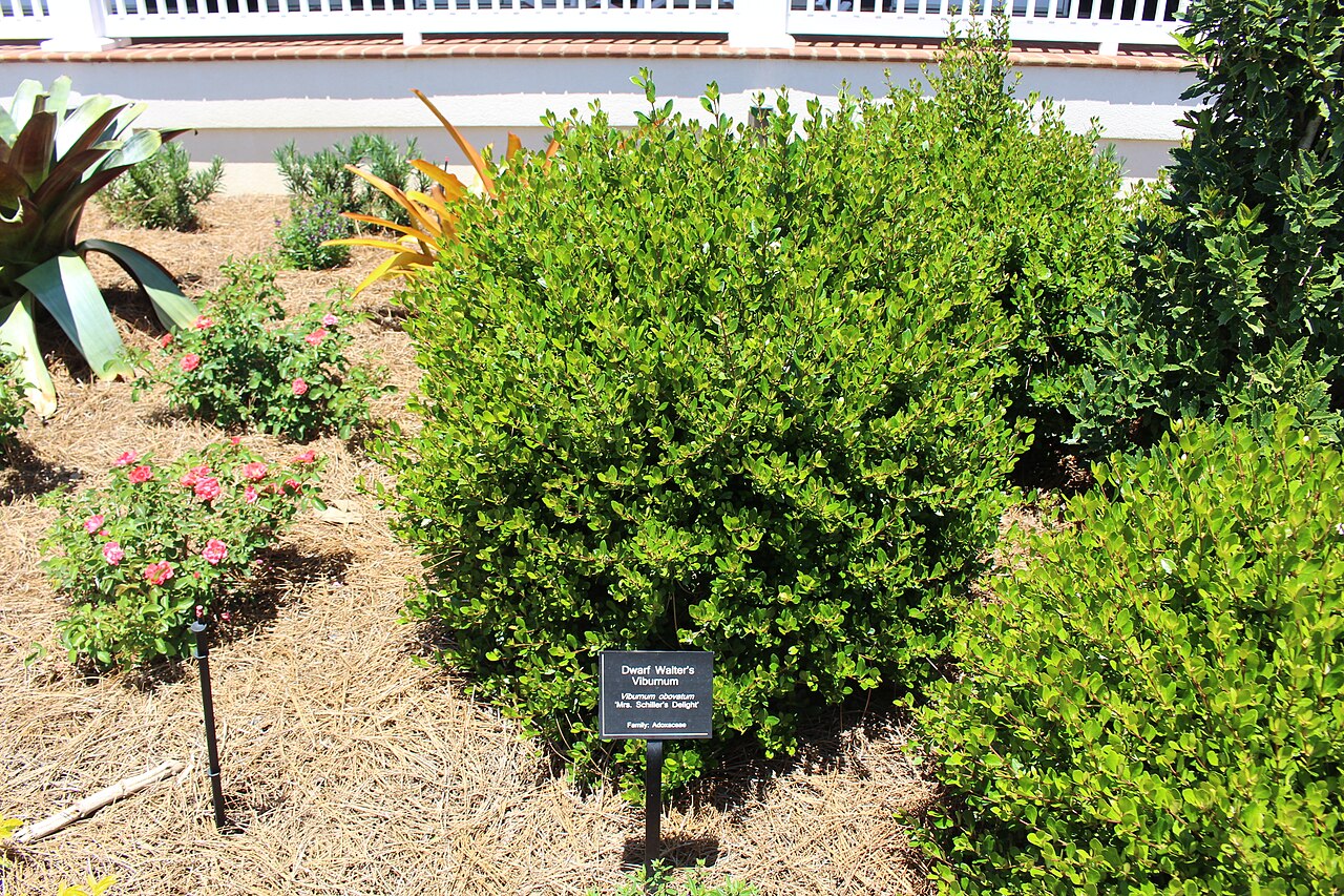 Small-leaf arrowwood: Coastal Georgia Botanical Gardens, Savannah, Chatham County, Georgia