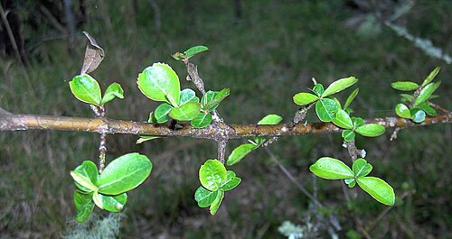 Small-leaf arrowwood: Walter Viburnum