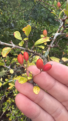 Small-leaf arrowwood (Viburnum obovatum)
