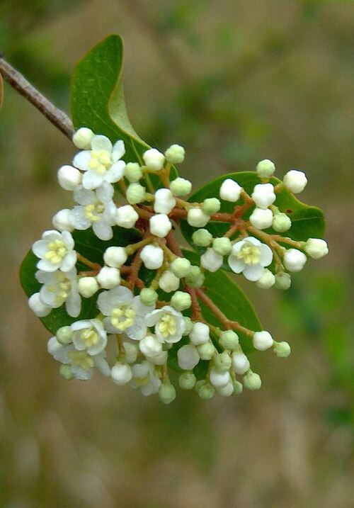 Small-leaf arrowwood: Walter Viburnum