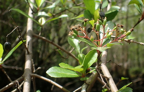Small-leaf arrowwood (Viburnum obovatum)