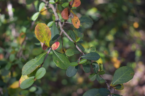 Small-leaf arrowwood (Viburnum obovatum)