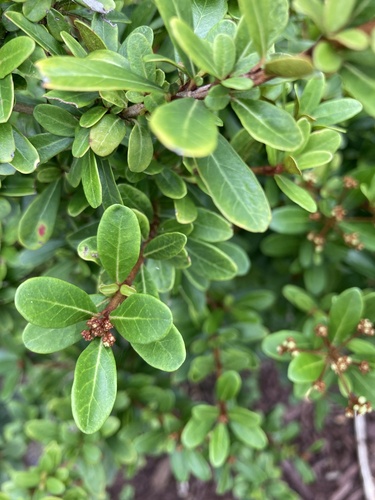 Small-leaf arrowwood (Viburnum obovatum)
