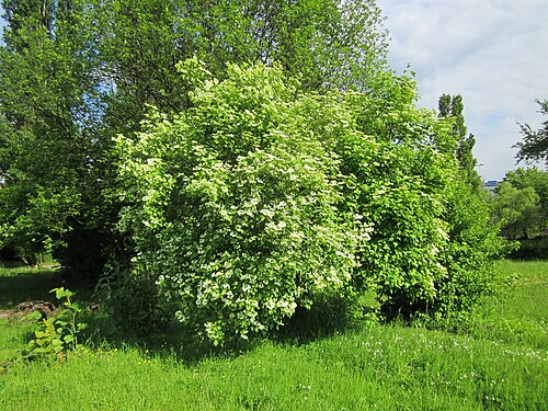Cranberry-tree: Gewöhnlicher Schneeball ( Viburnum opulus ) im Bürgerpark Saarbrücken