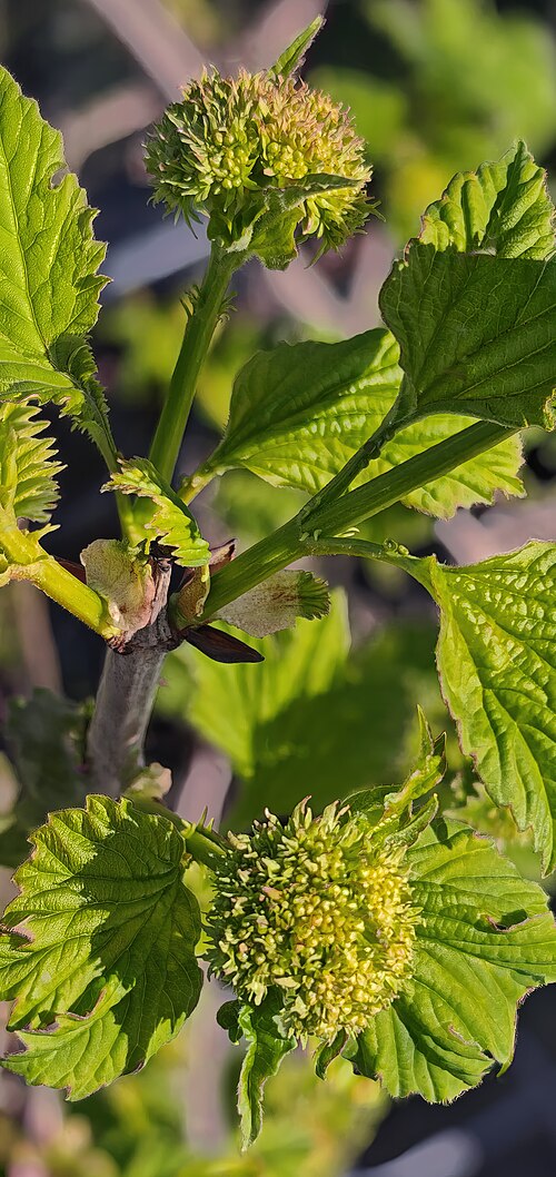 Cranberry-tree: Immature inflorescence