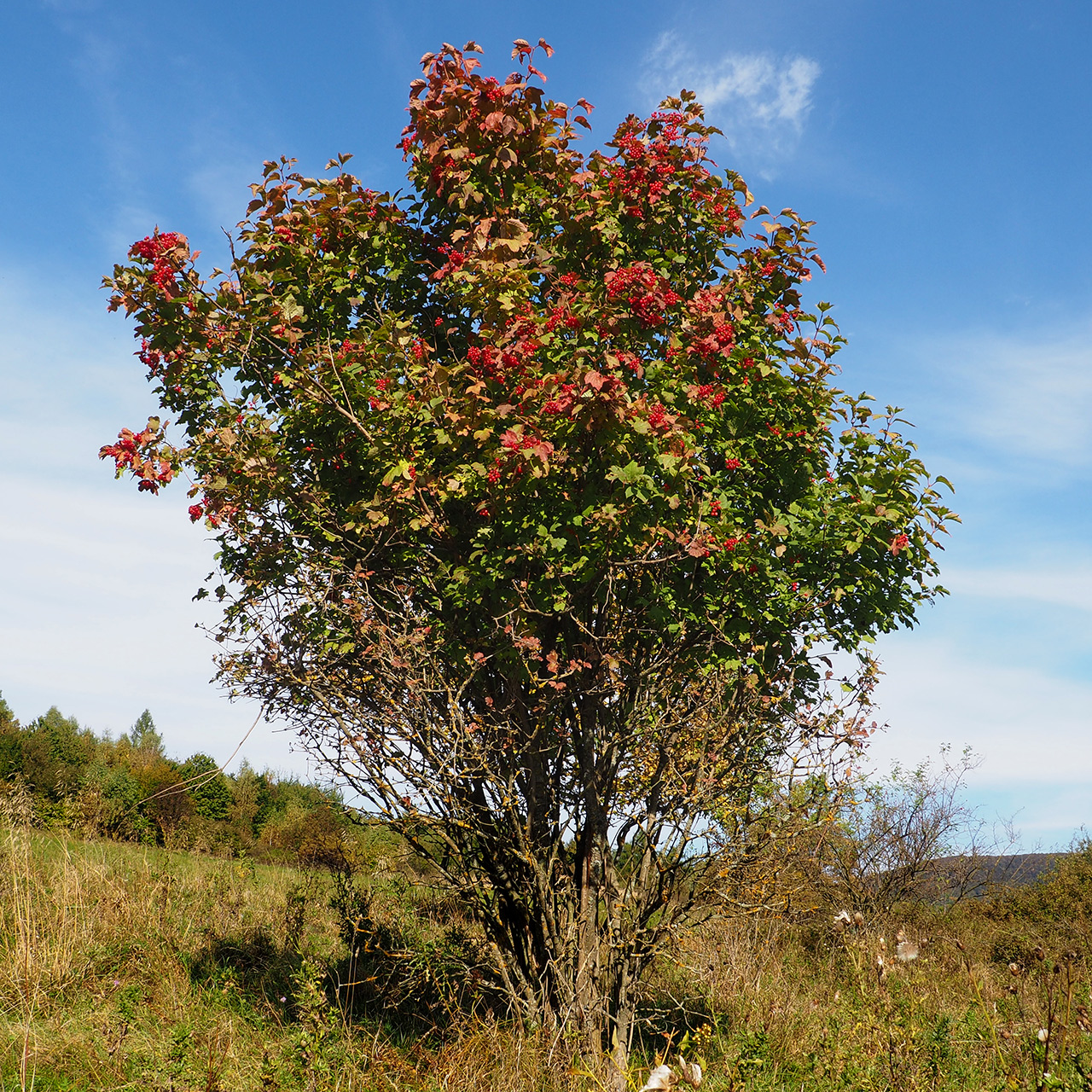 Cranberry-tree: Viburnum opulus; a shrub with ripe fruit