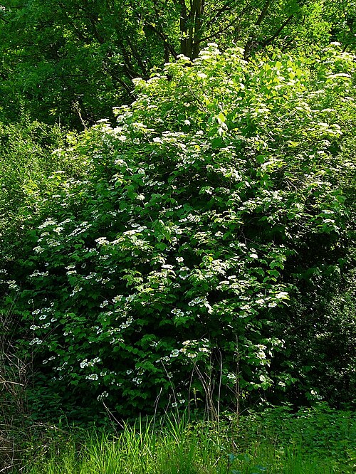 Cranberry-tree: Viburnum opulus , Adoxaceae, Guelder Rose, Water Elder, European Cranberrybush, Cramp Bark, Snowball Tree, habitus. Karlsruhe, Germany.