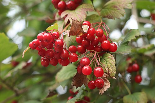 Cranberry-tree: A wild example of Viburnum opulus in the United States with bunched groups of fruit.