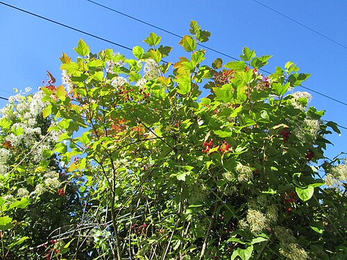 Cranberry-tree: Gewöhnlicher Schneeball ( Viburnum opulus ) auf der Bischmisheimer Höhe