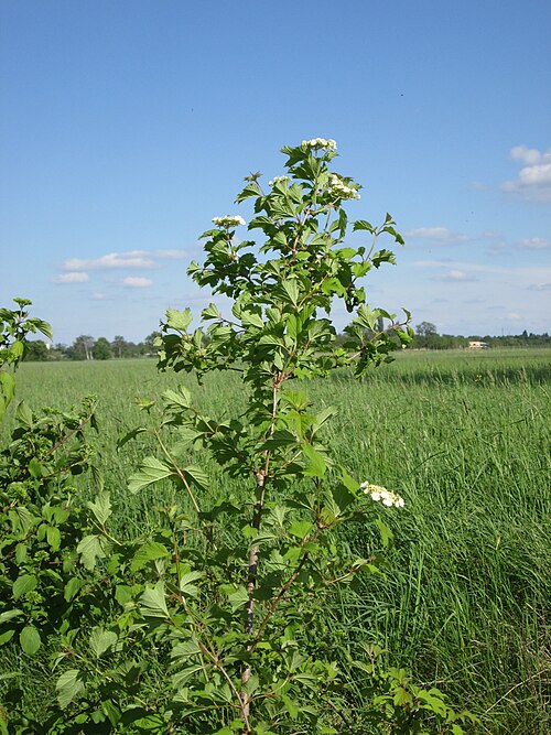 Cranberry-tree: Gewöhnlicher Schneeball ( Viburnum opulus ) im Naturschutzgebiet „Bachwiesen/Leopoldswiesen“ im Hockenheimer Rheinbogen