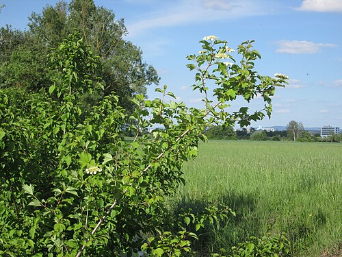 Cranberry-tree: Gewöhnlicher Schneeball ( Viburnum opulus ) im Naturschutzgebiet „Bachwiesen/Leopoldswiesen“ im Hockenheimer Rheinbogen