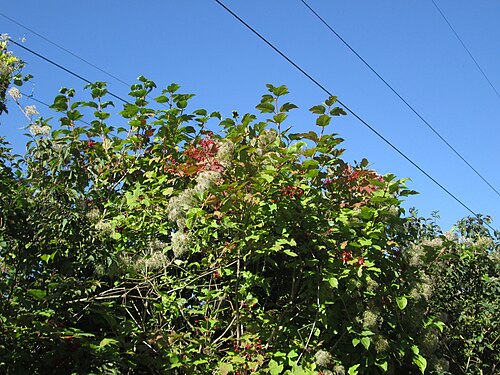 Cranberry-tree: Gewöhnlicher Schneeball ( Viburnum opulus ) auf der Bischmisheimer Höhe