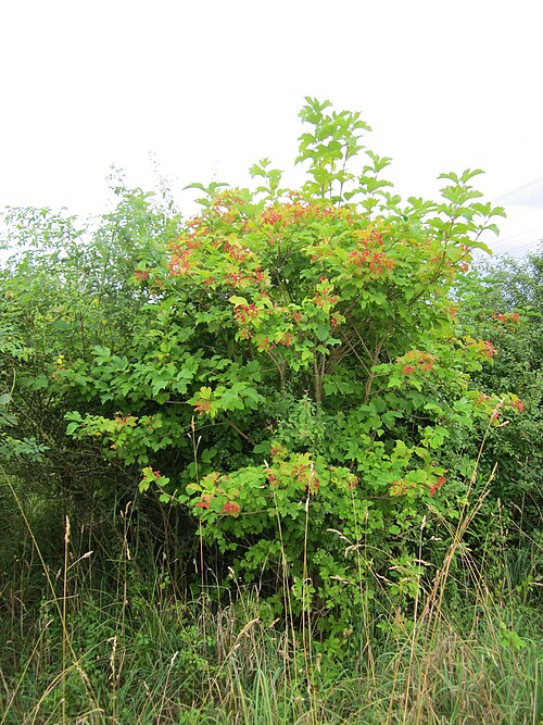 Cranberry-tree: Gewöhnlicher Schneeball ( Viburnum opulus ) im Hockenheimer Rheinbogen