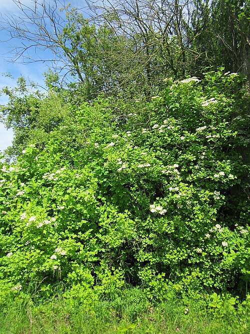 Cranberry-tree: Gewöhnlicher Schneeball ( Viburnum opulus ) im Hockenheimer Rheinbogen