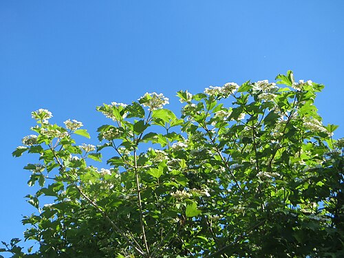 Cranberry-tree: Gewöhnlicher Schneeball ( Viburnum opulus ) in den Horststückern im Landschaftsschutzgebiet „Hockenheimer Rheinbogen“