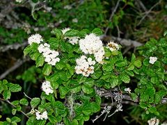 Viburnum parvifolium (Viburnum parvifolium)