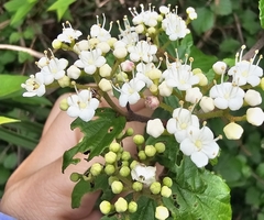 Viburnum parvifolium (Viburnum parvifolium)