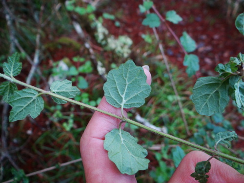 Viburnum parvifolium (Viburnum parvifolium)
