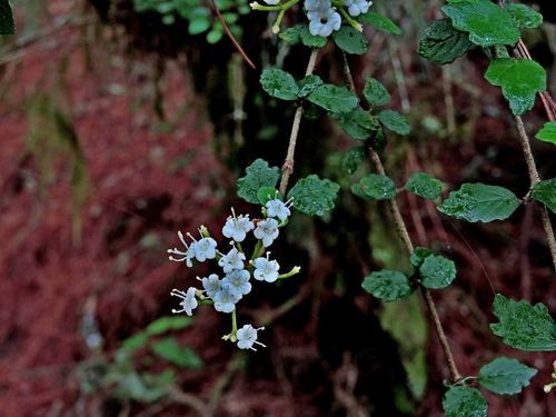 Viburnum parvifolium (Viburnum parvifolium)