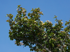 Viburnum parvifolium (Viburnum parvifolium)