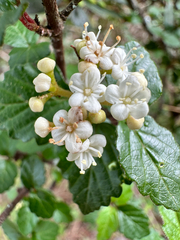 Viburnum parvifolium (Viburnum parvifolium)