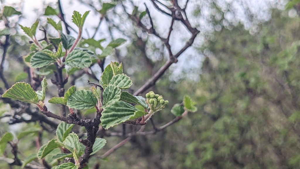Viburnum parvifolium (Viburnum parvifolium)