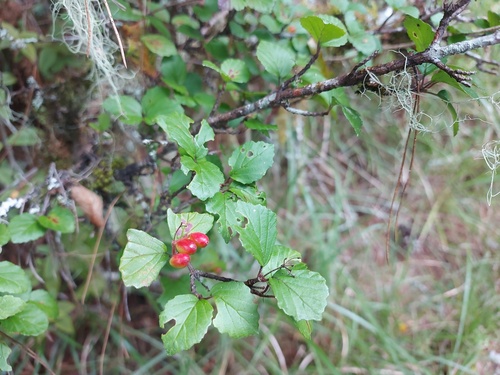 Viburnum parvifolium (Viburnum parvifolium)