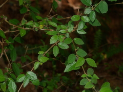 Viburnum parvifolium (Viburnum parvifolium)
