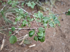 Viburnum parvifolium (Viburnum parvifolium)