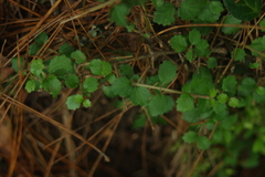 Viburnum parvifolium (Viburnum parvifolium)