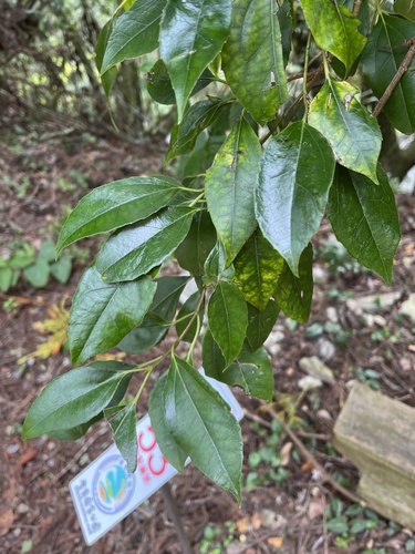 Viburnum propinquum (Viburnum propinquum)