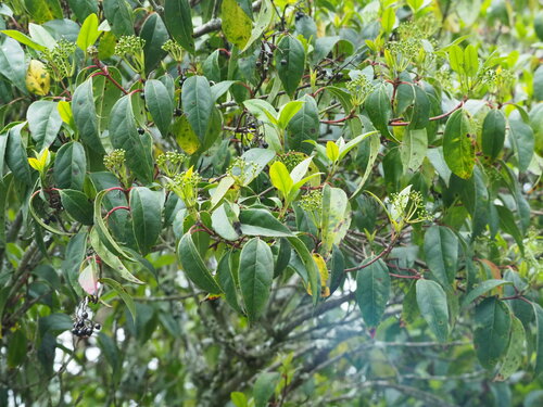 Viburnum propinquum (Viburnum propinquum)