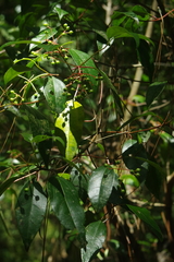 Viburnum propinquum (Viburnum propinquum)