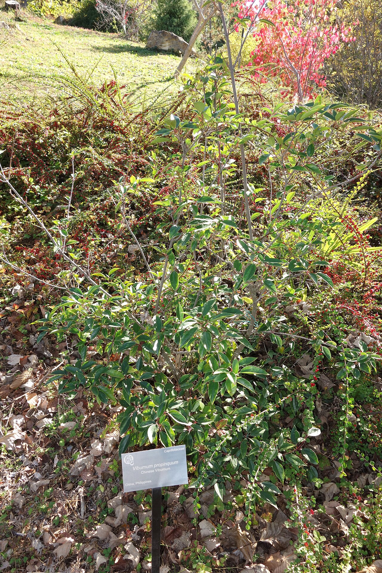 Viburnum propinquum: Botanical specimen in Quarryhill Botanical Garden, Glen Ellen, California, USA.