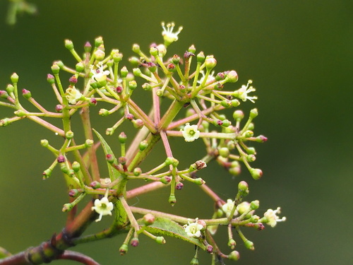 Viburnum propinquum (Viburnum propinquum)