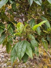 Viburnum propinquum (Viburnum propinquum)