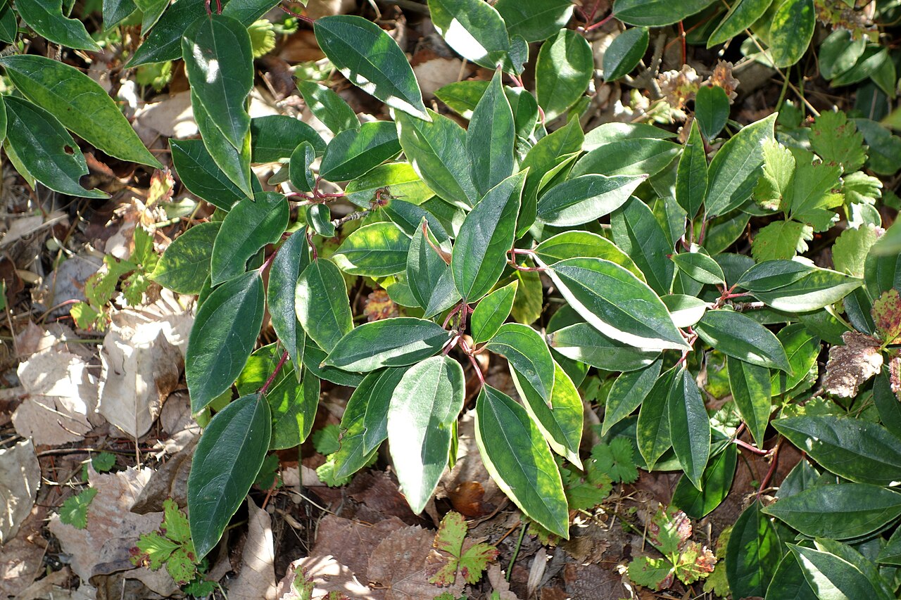 Viburnum propinquum: Botanical specimen in Quarryhill Botanical Garden, Glen Ellen, California, USA.