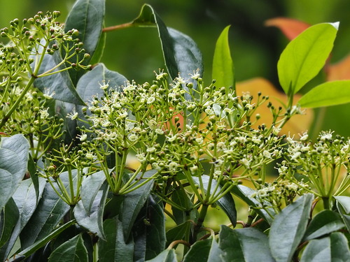 Viburnum propinquum (Viburnum propinquum)