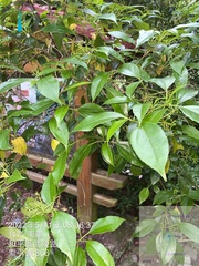Viburnum propinquum (Viburnum propinquum)
