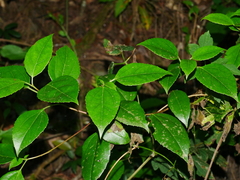 Viburnum propinquum (Viburnum propinquum)
