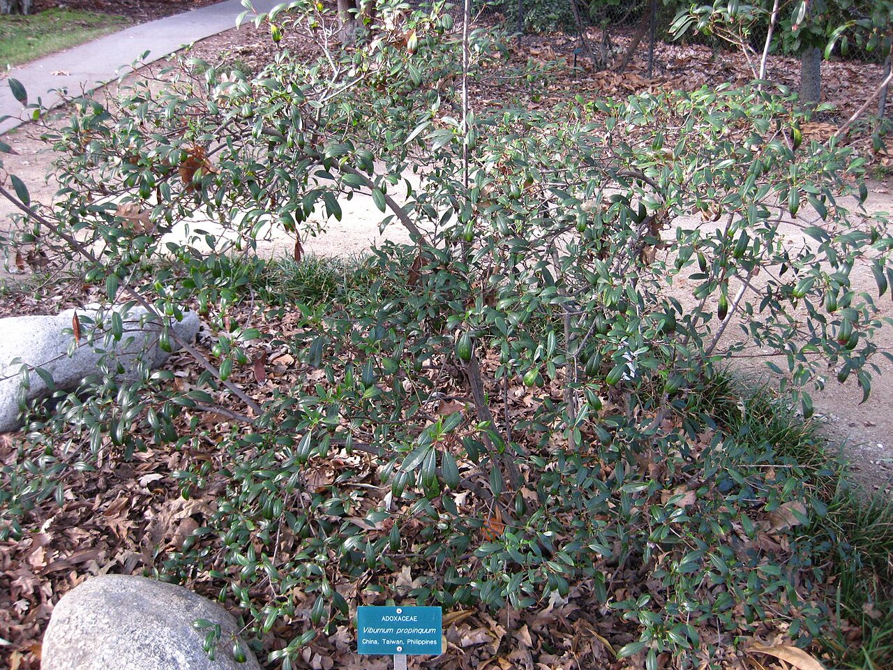 Viburnum propinquum: This photo is from Gardenology.org and is available under CC-BY-SA 3.0 license. If you use it, please include attribution to Gardenology.org, with a link if the
