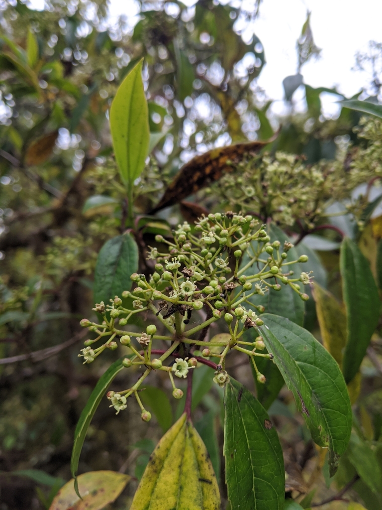 Viburnum propinquum (Viburnum propinquum)