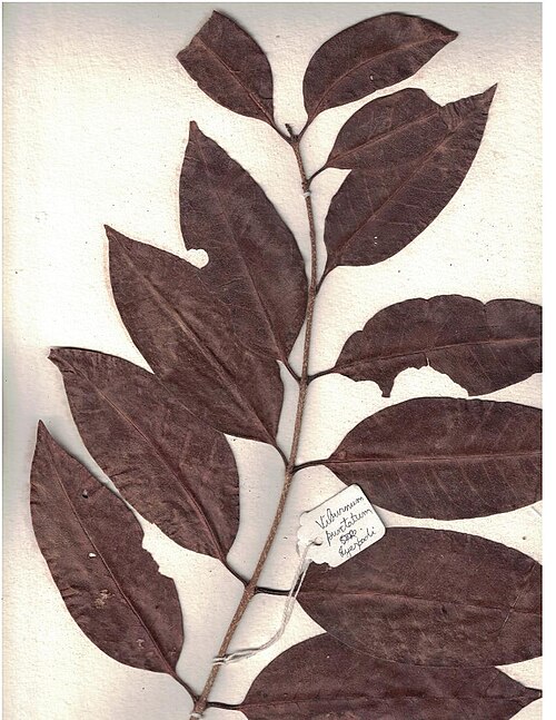 Viburnum punctatum: Herbarium scans from Iyerpadi, Anamalai Hills
