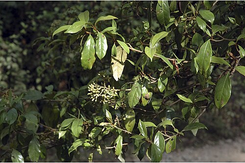 Viburnum punctatum: Viburnum punctatum Buch.-Ham. ex D. Don