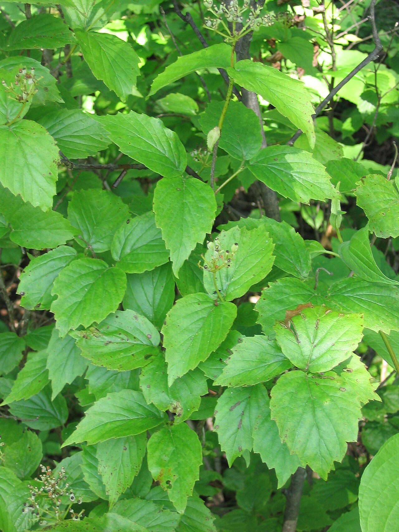 Downy arrowwood: Viburnum rafinesquianum 4-eheep