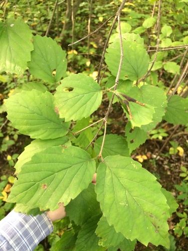 Downy arrowwood (Viburnum rafinesqueanum)